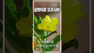 야레야레 달맞이꽃 오조사마 잘자요아가씨 [upl. by Fotina]