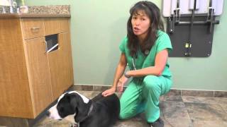 Signs of GDV in dogs  Dr Justine Lee [upl. by Enirol]