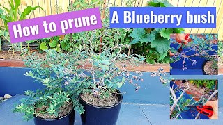 How to prune a Blueberry Bush at home beginners guide [upl. by Huberto]