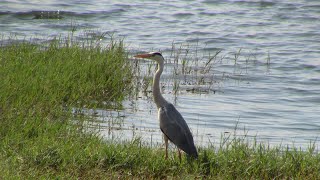 Yelahanka Kere Lake Garden [upl. by Nrojb]