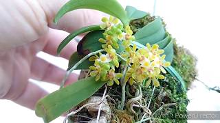 Gastrochilus japonicus カシノキラン [upl. by Idoj353]