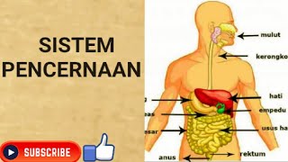 Sistem Pencernaan Digesti [upl. by Sima]