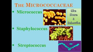 What is Micrococcaceae Family in Bacteria [upl. by Leitao424]