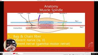 2 Muscle Spindle amp Golgi tendon organ GTO [upl. by Ecinaj]