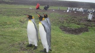 20130212 king penguins Volunteer Point Falkland Islands honking [upl. by Felipa747]