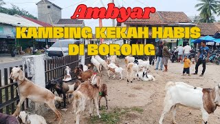 Pedagang Kambing Pasar Buluh Full Senyum Kekahaan Habis di Borong Petani [upl. by Alekal]