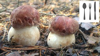 Borowik sosnowy Boletus pinophilus [upl. by Laryssa]