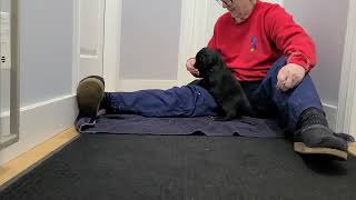 FlatCoated Retriever Puppies  Day 32 [upl. by Comstock]