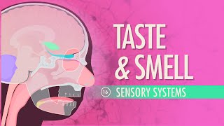 Taste amp Smell Crash Course Anatomy amp Physiology 16 [upl. by Cusack]