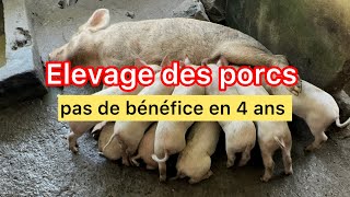 Après 4 ans dans l’élevage des porcs il ne fait Toujours pas de bénéfice [upl. by Britni]