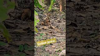 Golden jackal  sitabani zone  jim Corbett national park wildlife jimcorbett reels [upl. by Alyakcim]