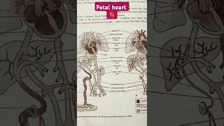 fetal heart medico AETCMEmergencyMedicine DrAmirAIIMS Learnmedicosmartly [upl. by Ennaerb]