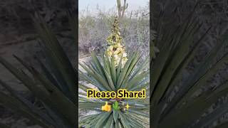 The Yucca From Gnarly To Bonito backyardbaja yuccaplantas desertlife mexico [upl. by Valerye]