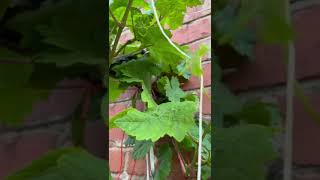 My aunts grapes in her garden grapevine plants [upl. by Myrt]