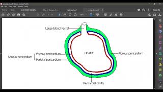 L5 ANATOMY PERICARDIUM [upl. by Letreece]