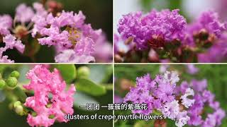 Crepe Myrtles of Mapark 紫薇园 [upl. by Jonah975]