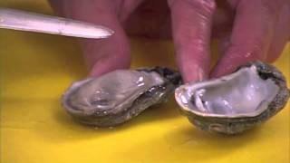 How to clean Oysters by Captain Vincent Russo [upl. by Marabel284]