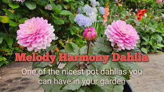 Melody Harmony Dahlia [upl. by Lander442]