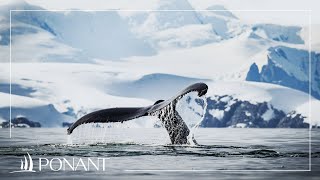 Nos croisières au Groenland entre banquise et baleines  PONANT [upl. by Notlim]