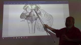 Neuroanatomy 57  Cerebellum  part 5   by Dr Wahdan [upl. by Highams]