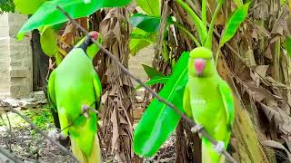 Parrot Ke Video  Desi Video [upl. by Moor604]