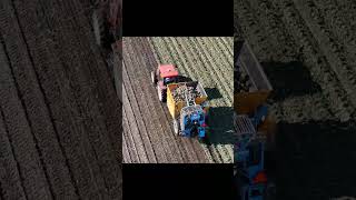 Suger Beet Harvesting  Kubota MD117  SANEI Industry BMK07 short [upl. by Addiego]