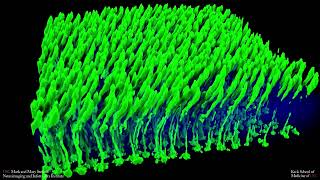 Cone photoreceptors in rat retina [upl. by Magnuson472]