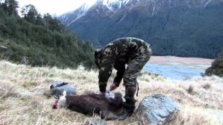 Ahuriri Chamois amp Tahr hunt New Zealand [upl. by Longwood]