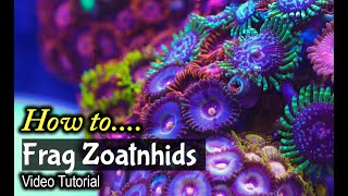 How To Frag Zoanthids [upl. by Asilram]