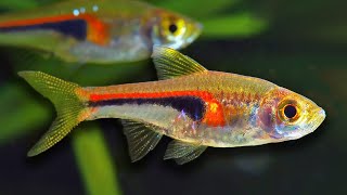 Top 10 Aquarium Fish For Beginners [upl. by Goebel940]