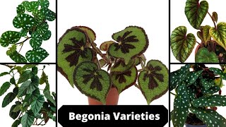 20 Varieties of Begonias with Names  Best Types of Begonia Houseplants Types of Begonia Plants [upl. by Kreg]