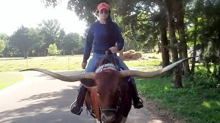 Riding Texas Longhorn Saddle Cow PREMIER ASTORIA [upl. by Nostrebor881]