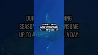 MindBlowing Blue Whale Facts [upl. by Dranrev]