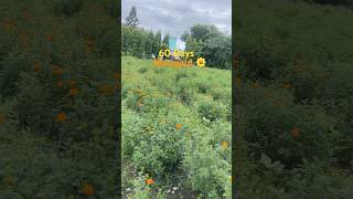 60 Days Progress🌼 marigold kids funny farming agriculture yt shorts baby gendaphool kisan [upl. by Maillij565]