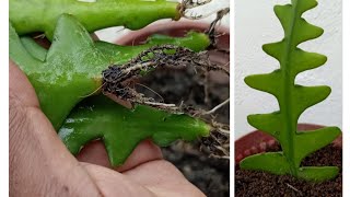 How To GrowPropagate Zig Zag CactusFishbone CactusRic Rac CactusSelenicereus Anthonyanus [upl. by Nyladnar]