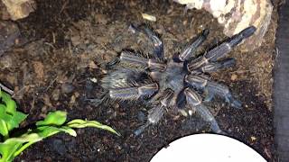 Showing a beautiful spider post molt Homoeomma spec blue peru 2 [upl. by Trinl]