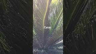 Cycas  new plants coming up  shorts YTStudio [upl. by Hadsall663]