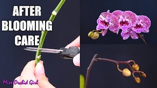 Orchid Care for Beginners  What to do after Phalaenopsis blooms fall Cutting spike amp aftercare [upl. by Eidson]