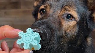 Holiday Snowflake Cookies For Dogs Recipe [upl. by Kelby335]