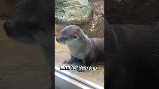 Otter at Aquarium Bay of San Francisco Ca nature subcribe sanfrancisco highlights [upl. by Antonius65]