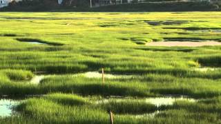 Intro to Salt Marshes [upl. by Eph]