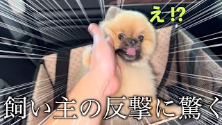 飼い主と取っ組み合いになるポメラニアン【767日目】 [upl. by Niret]