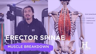 The Erector Spinae Muscles Functions amp Exercises [upl. by Seema]