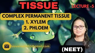 COMPLEX PERMANENT TISSUE  XYLEM amp PHLOEM  NEET [upl. by Ula896]