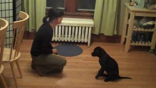 Very Smart Black Labrador Puppy Training Session [upl. by Marela]