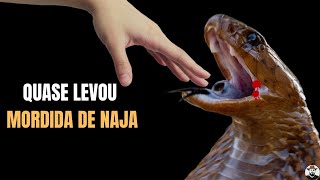 Quase levou mordida de Cobra Naja [upl. by Babita]