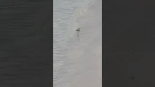 Common greenshank in Maldives [upl. by Alliuqa700]