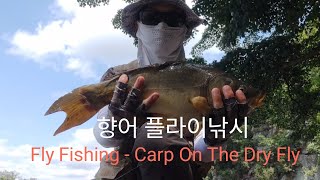 Fly Fishing  Carp On The Dry Fly 향어 드라이플라이낚시 [upl. by Tonie]