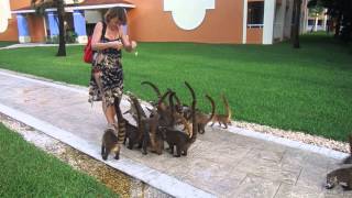 Feeding coatis in Mexico [upl. by Bright]