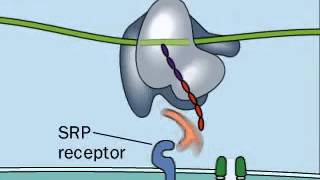 Reconnaissance du peptide Signal par lSRP [upl. by Nogras361]